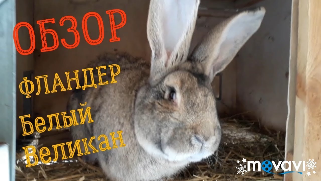 Обзор. Кролики порода Белый Великан и Фландер. Окрол крольчихи, что пошло не так.