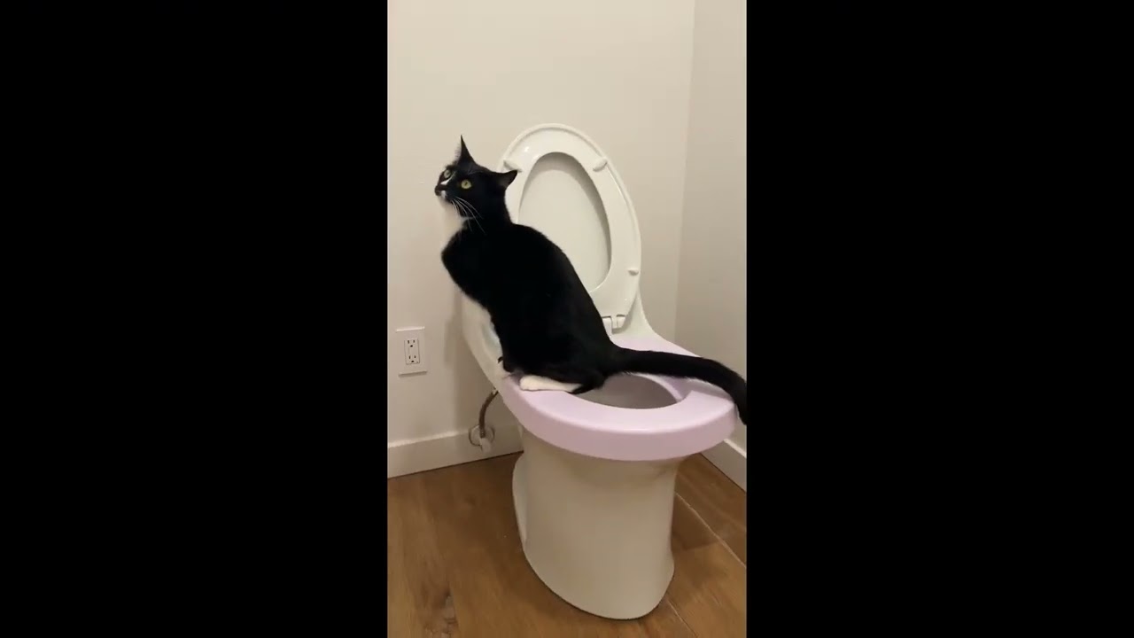 Amir the cat using human toilet