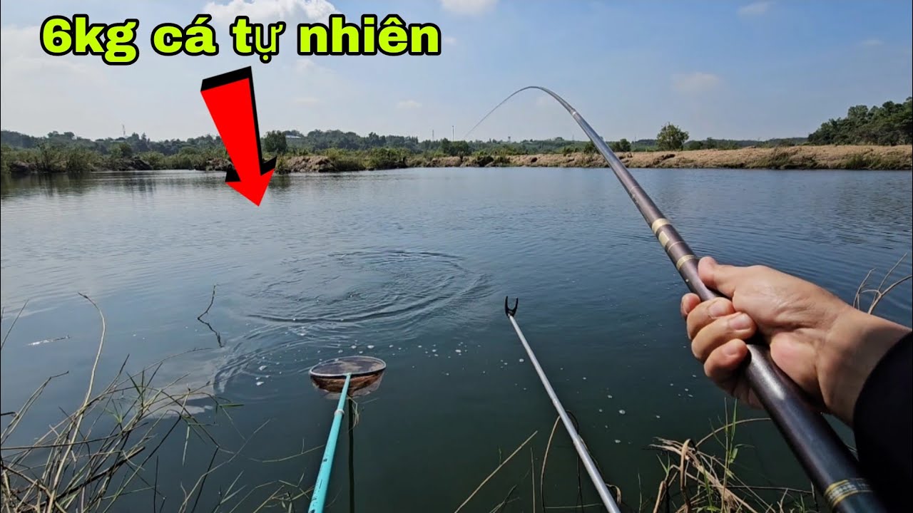 Câu đài tự nhiên bãi câu ục đá trị an đụng cá trôi to và rô cá rô phi cuốn ổ | câu cá tự nhiên 