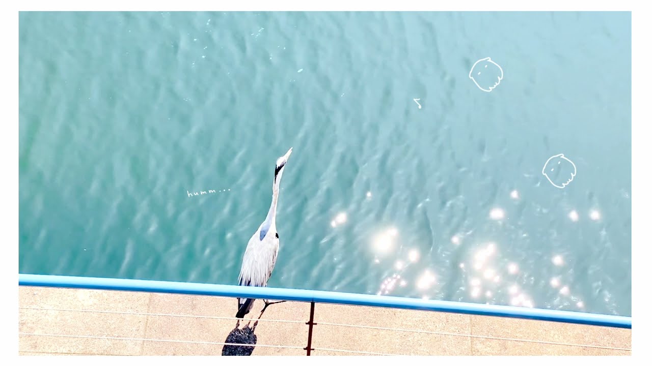 swim - sea-no