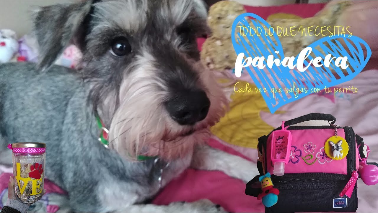 Pañalera para perro - Todo lo que necesitaras! | Tyra la schnauzer ♥
