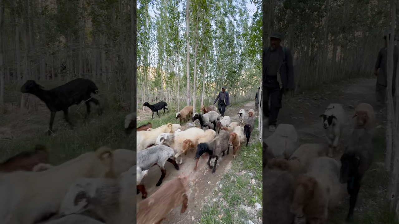 وطن                   #jaghori #afghanistan #hazaragi #bamiyan #kabul #afghan #jaghori_news #nature