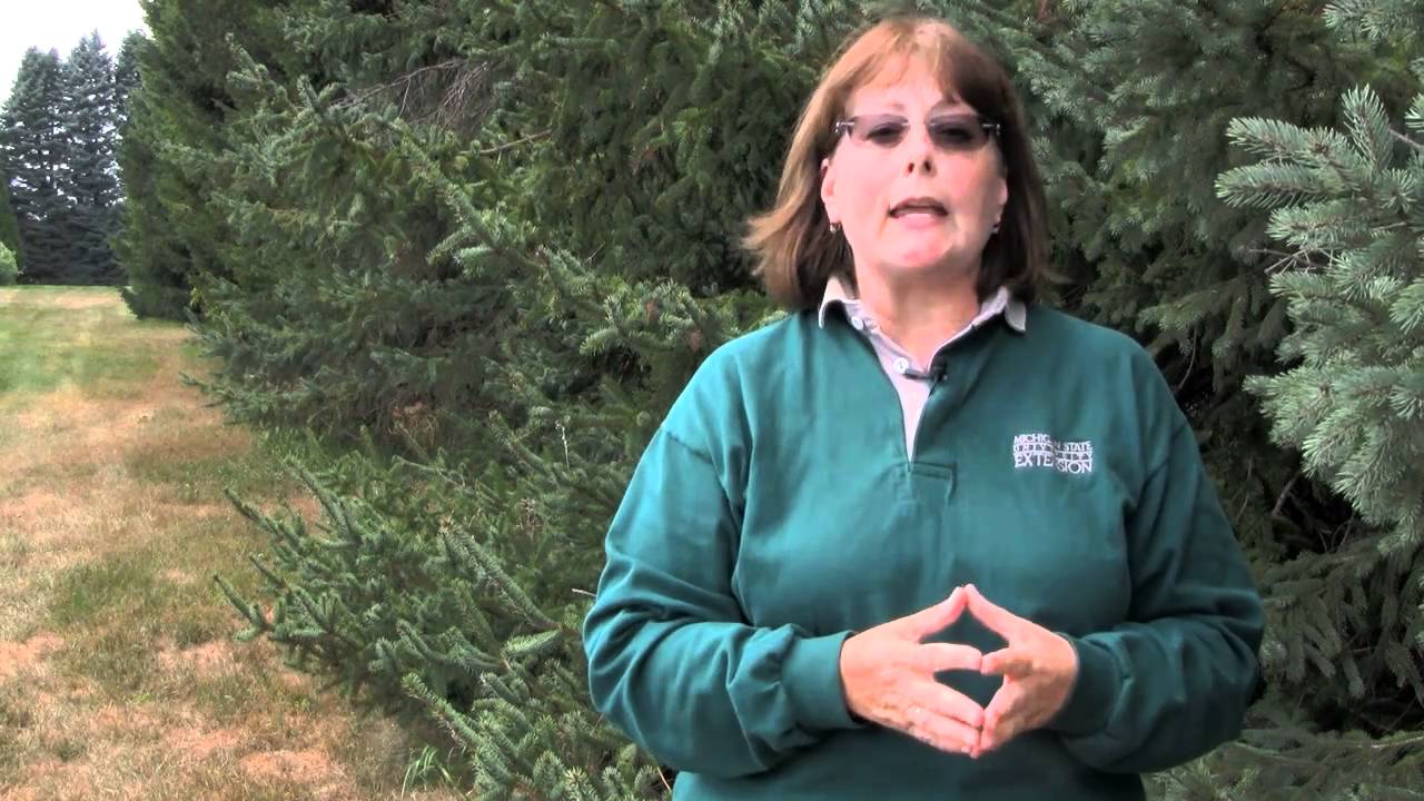 Spruce Gall Midge in Christmas Trees