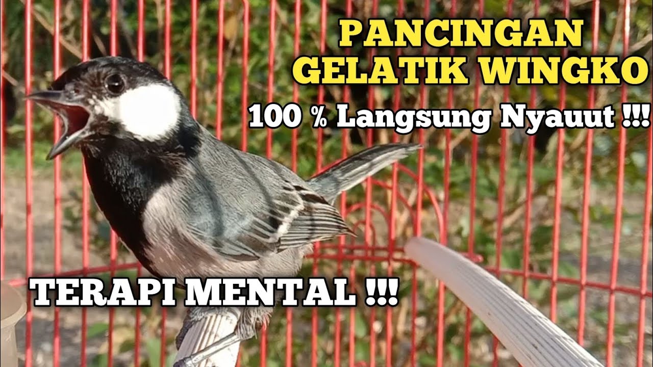 suara pancingan gelatik batu gelatik wingko agar cepat gacor dan rajin bunyi || gelatik batu gacor