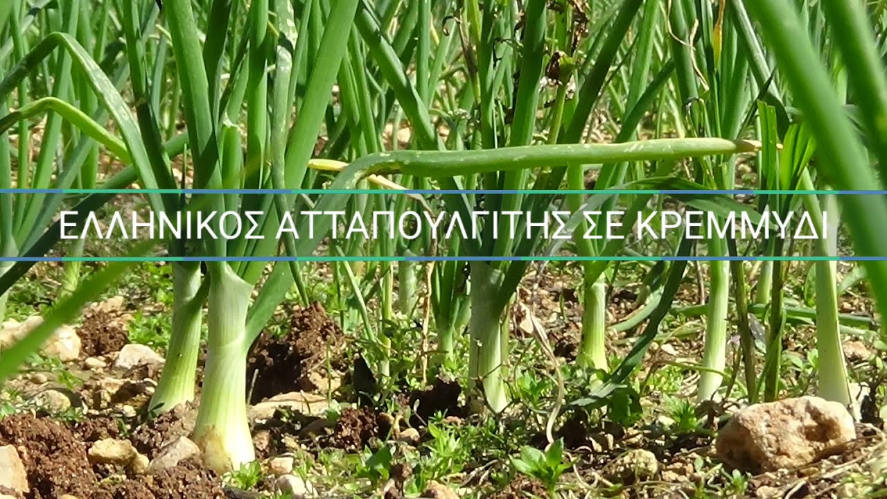 ΚΡΕΜΜΥΔΙ 