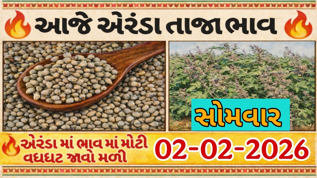 એરંડા ના ભાવમાં જોરદાર ઉસાળો| 02-02-2026 | aeranda na bhav | આજના એરંડા ના ભાવ#bajarbhav #એરંડા