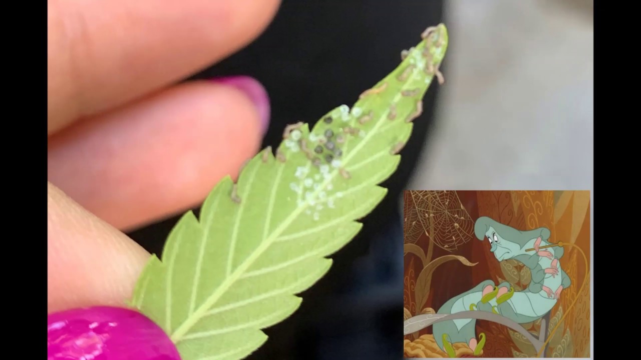 marijuana plants under attack of caterpillars