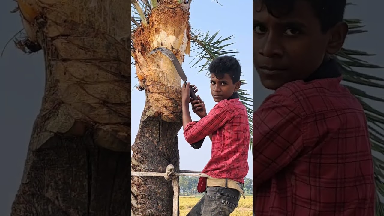 খেজুরের রস কিভাবে সংগ্রহ করে সম্পুর্ন ভিডিও দেখলে বুঝতে পারবেন ইনশাআল্লাহ ❤️❤️❤️❤️
