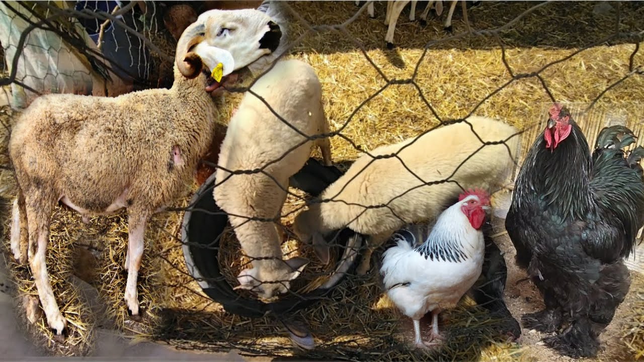 تربية دجاج البلدي الحولي غالي غادي نبني كوري إن شاءالله