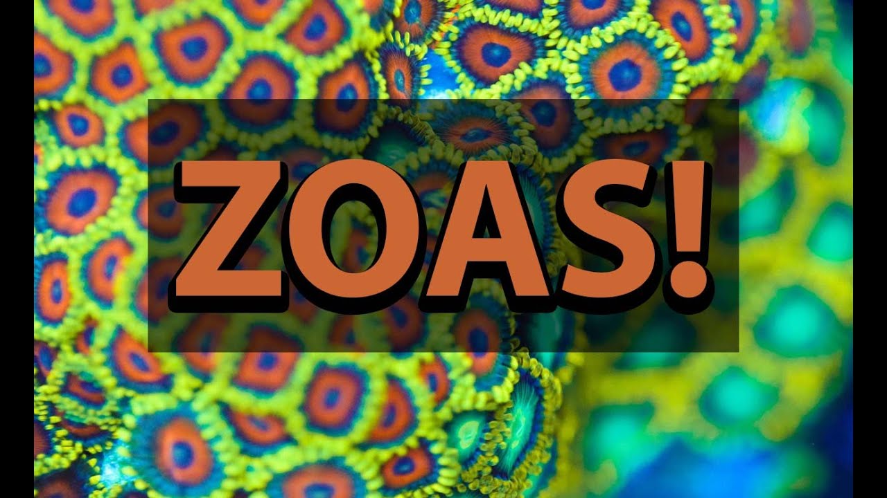 Zoas Zoas & More Zoas
