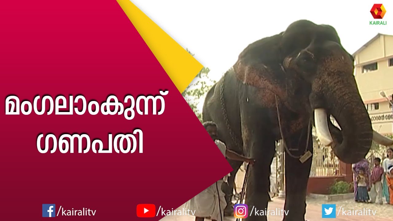 അടി മുതൽ മുടിവരെ ലക്ഷണത്തികവുള്ള ഗജവീരൻ | Mangalamkunnu Ganapathy | Kairali TV