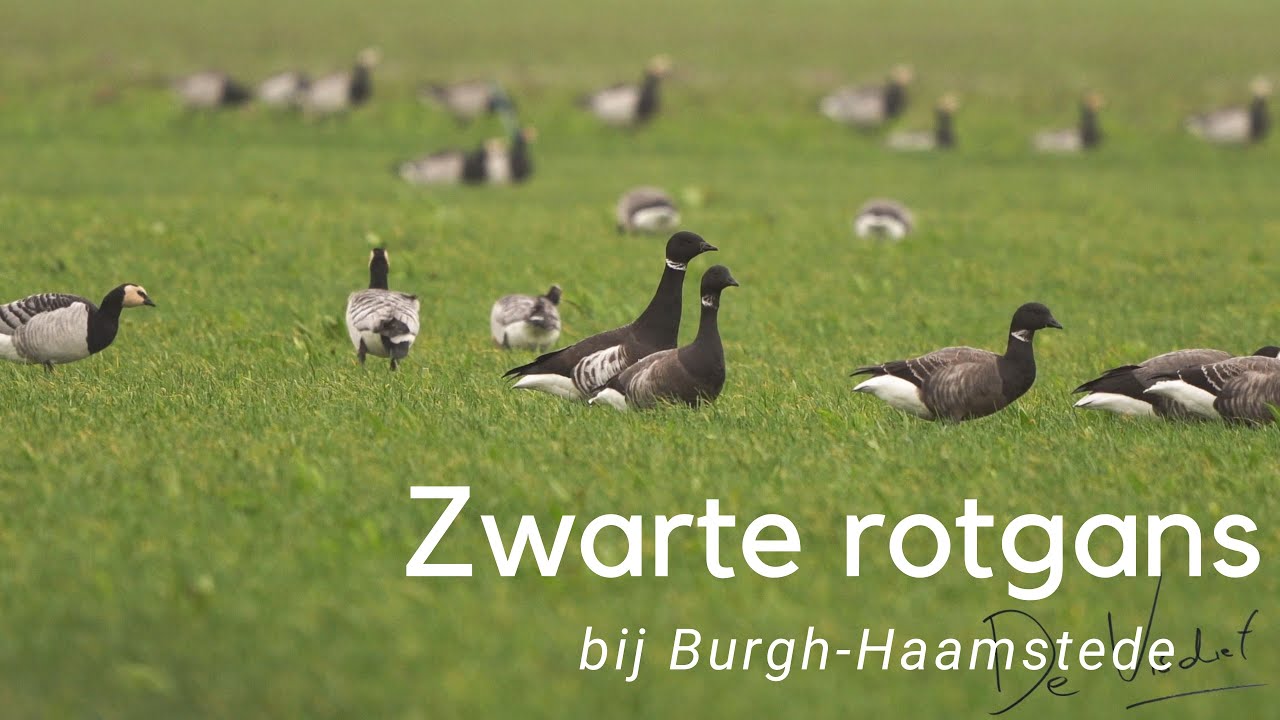Zwarte rotgans bij Burgh Haamstede #846