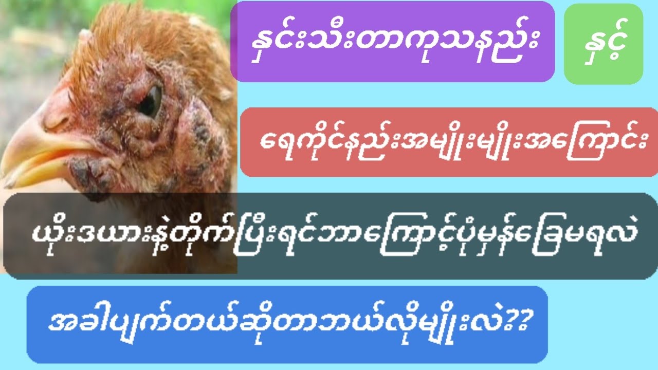 @ကြက်နှင်းသီးတာကုသနည်း၊ရေကိုင်နည်းအမျိုးမျိုးအကြောင်းနှင့်ယိုးဒယားနဲ့တိုက်ပြီးဘာကြောင့်ပုံမှန်ခြေမရလ