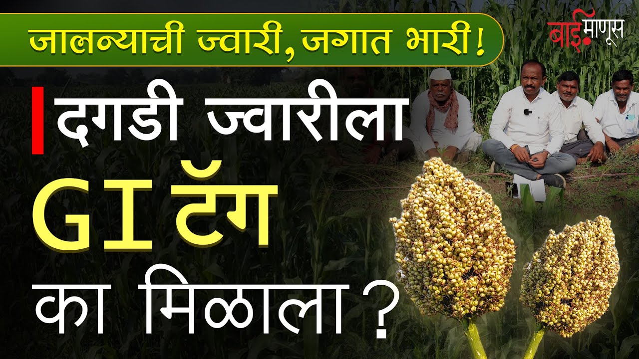 Jalna Jowar Gets Gi Tag : जालन्याच्या ज्वारीला GI टॅग कसा मिळाला? | Dagdi Jwari Gi Tag | Farmer