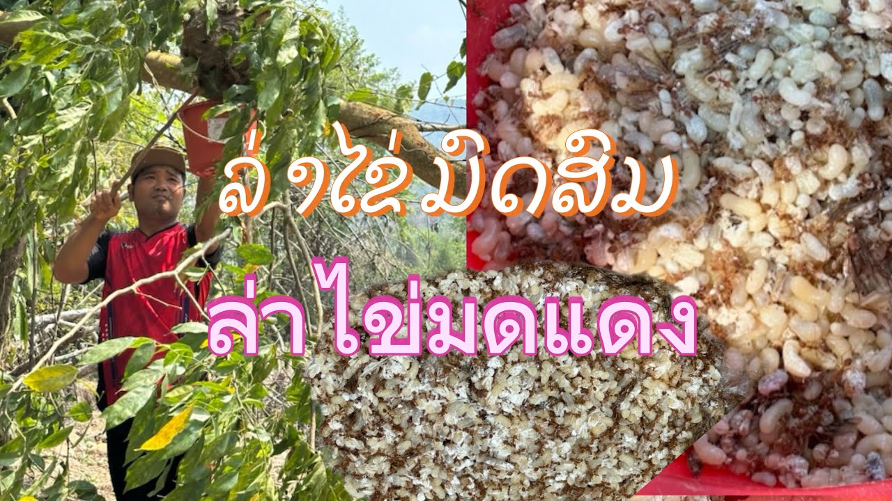 ແຍ່ໄຂ່ມົດແດງ ອາຫານຊັ້ນດີ(ມົດສົ້ມ)#แหย่ไข่มดแดง#วิถีชีวิตแบบบ้านๆ#วิถีชีวิตคนบ้านนอก 