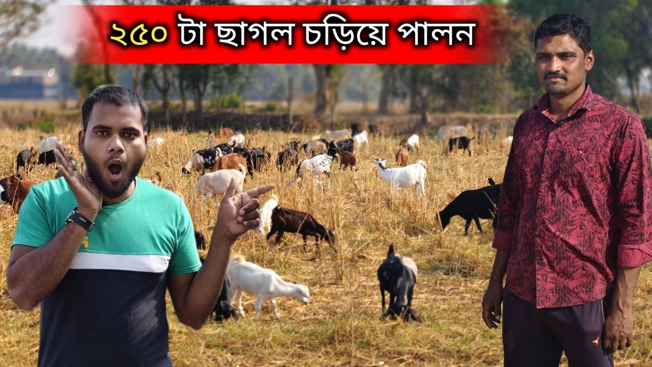 মাঠে চড়িয়ে 250 পিস ছাগলের সফল খামার । ২৪টি ছাগল দিয়ে শুরু করে এখন ২৫০টি ছাগলের মালিক! 
