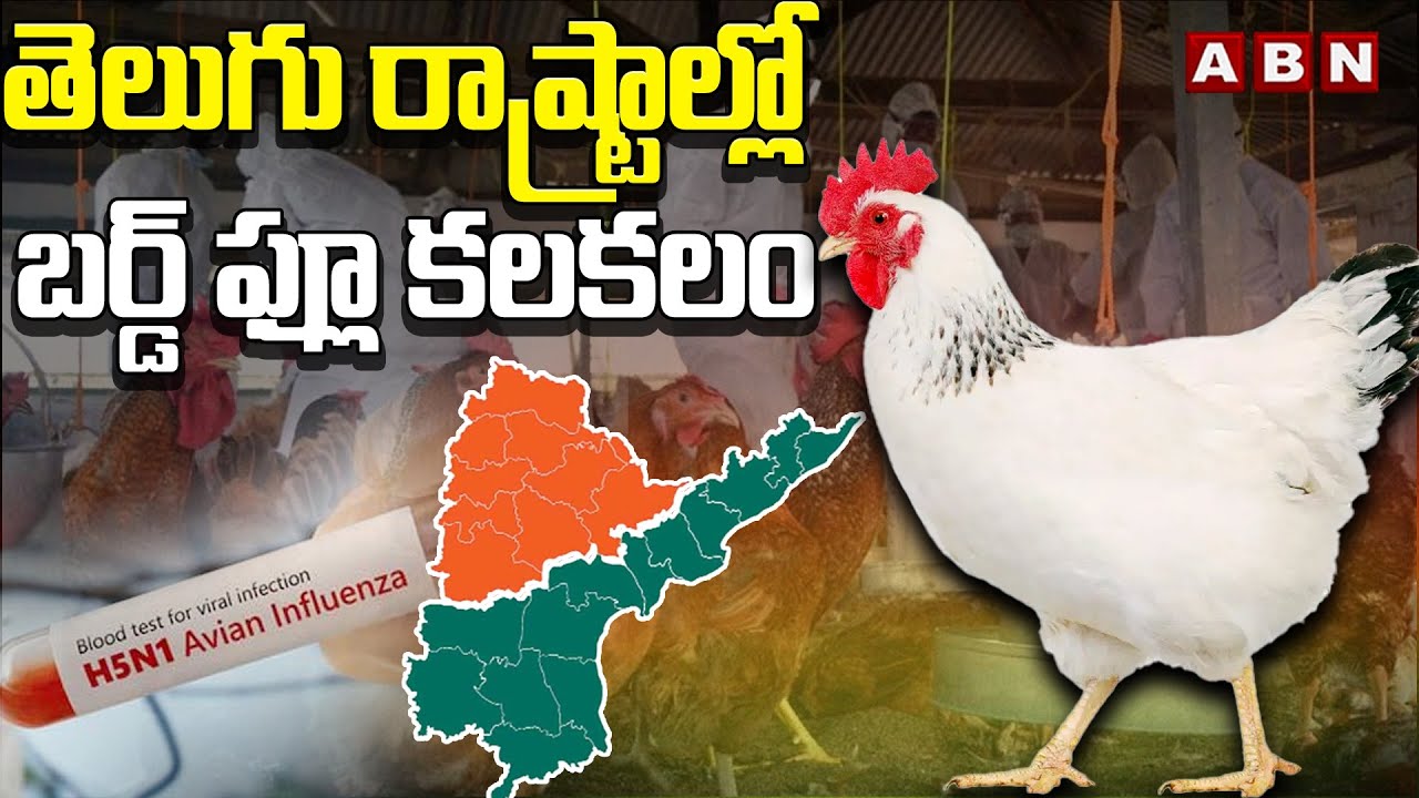 తెలుగు రాష్ట్రాల్లో బర్డ్ ఫ్లూ కలకలం | Bird flu Scare In Telangana & Andhrapradesh | ABN