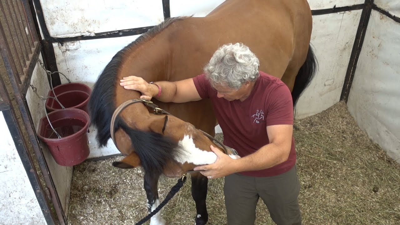 Chiropractor Adjusting Show Jumping Horses at Lake Placid Horse Show