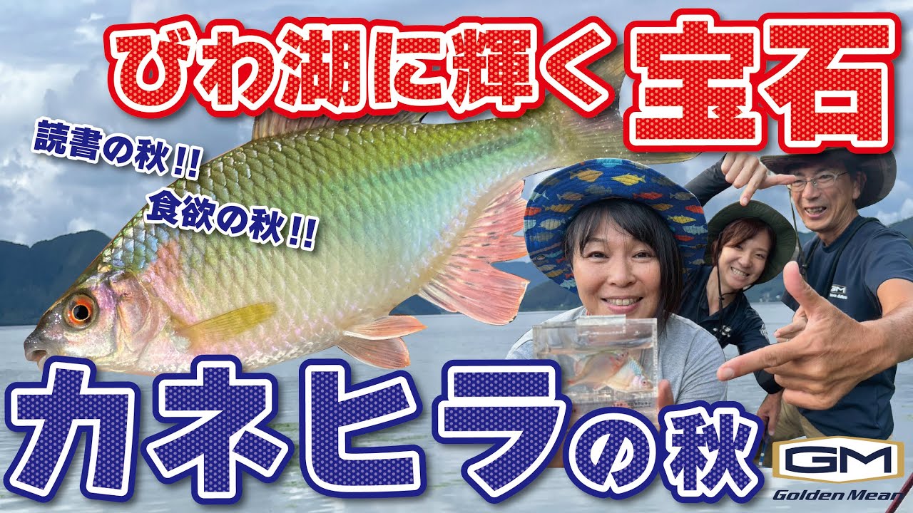 【あまから釣査隊】びわ湖に輝く宝石 カネヒラの秋