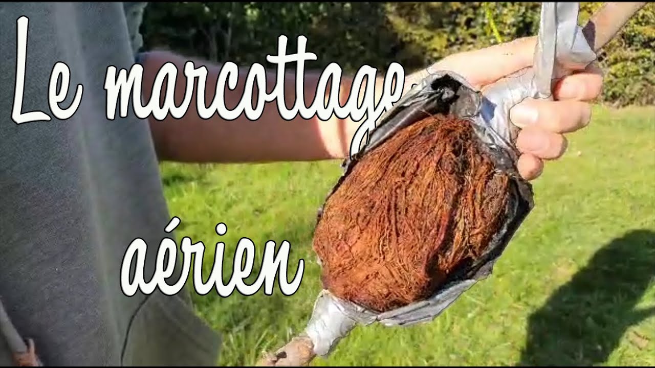 Un figuier gratuit : le marcottage aérien