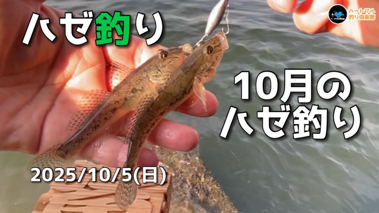 【ハゼ釣り】10月のハゼ釣り 2025年10月5日