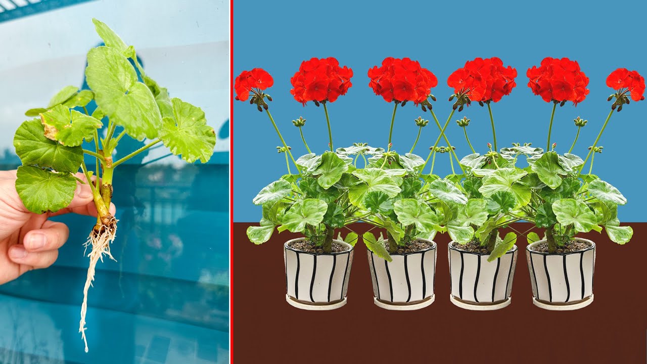Propagating flowers by cutting branches, Without using chemicals, Results are extraordinary