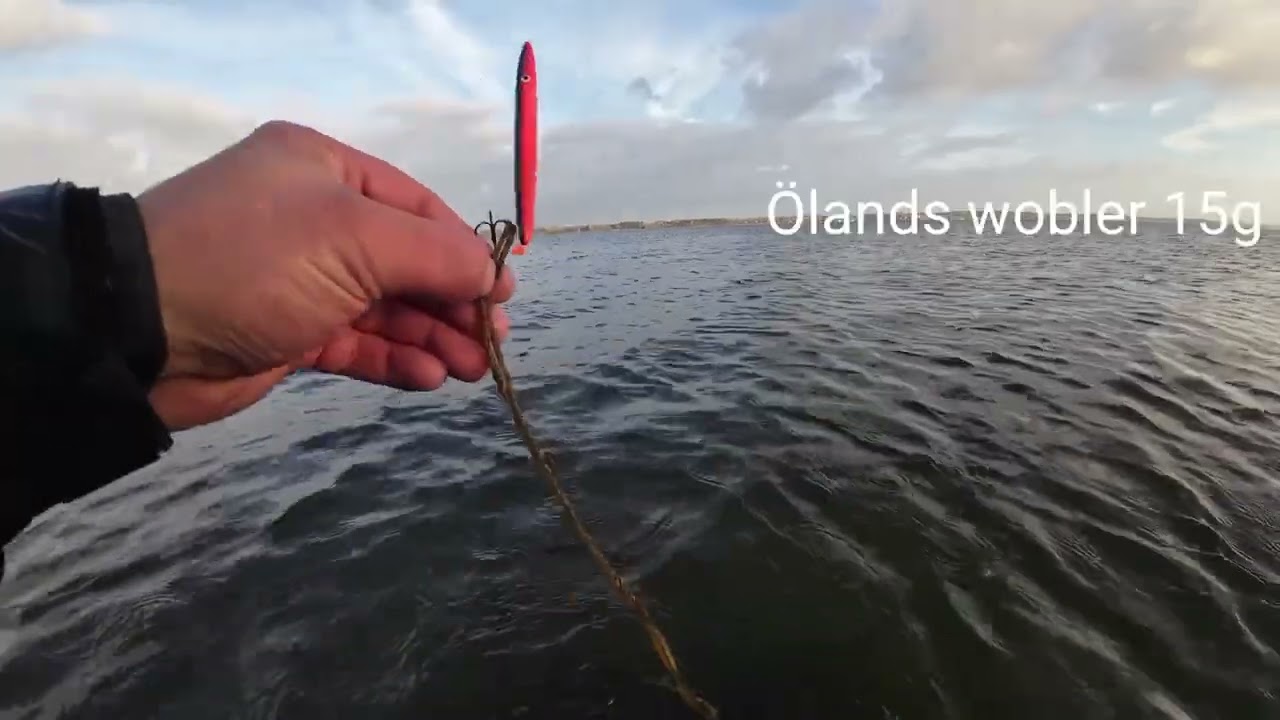 klasse dag på kysten efter havørreder