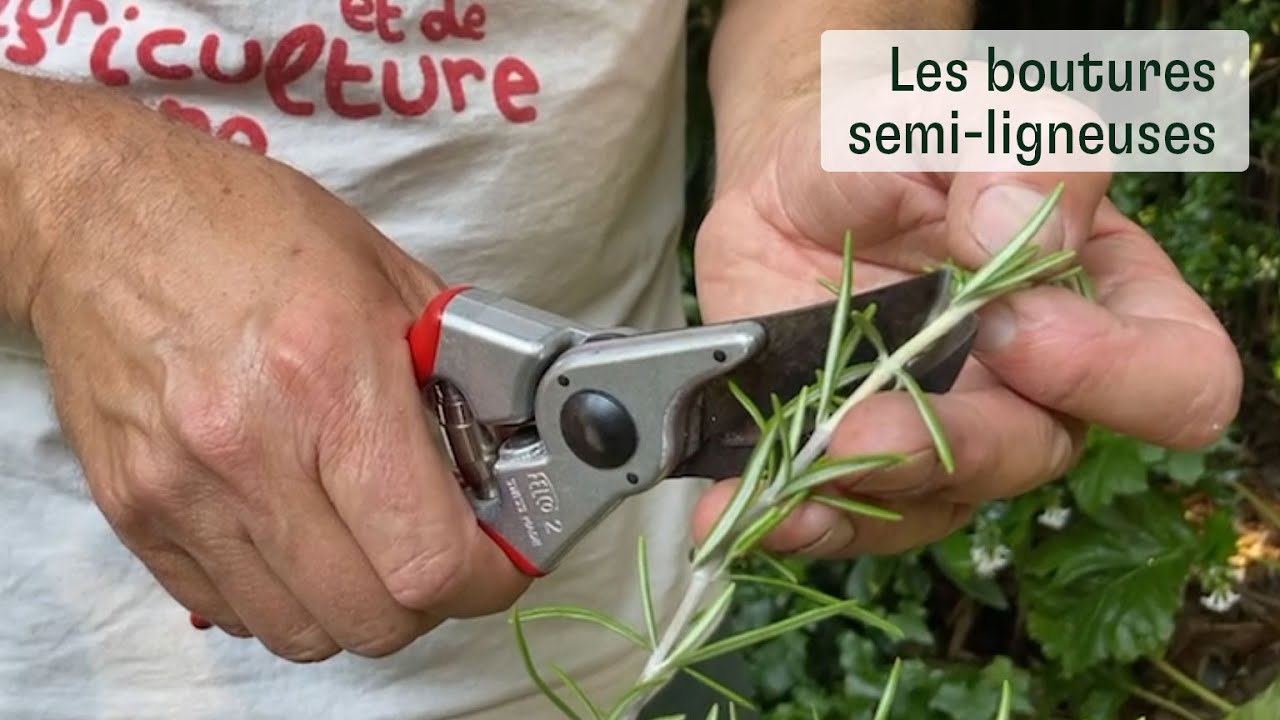 Les boutures semi-ligneuses