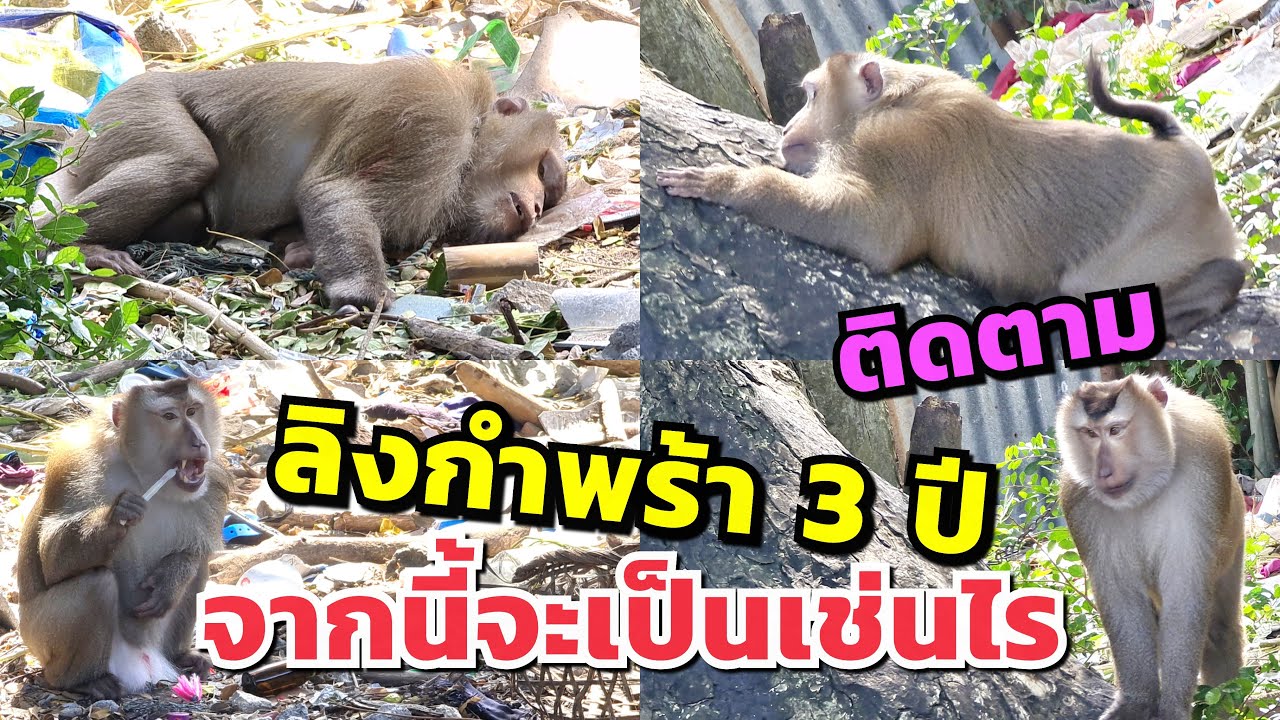 เวทนา..ลิงกังกำพร้า ใช้ชีวิตโดดเดี่ยวบนต้นไม้ อดอยากลำบากนาน 3 ปี