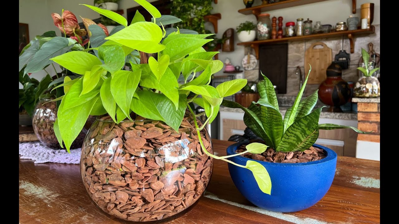 ENSINANDO COMO FAZER ESSA DECORAÇÃO PERFEITA COM JIBOIAS. Ateliê Florescer