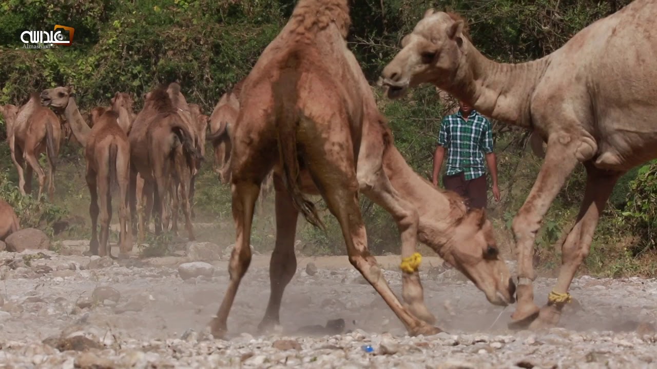 خطول الابل بوادي جرزيز ٢٠١٨/ولاية صلالة / محافظة ظفار / سلطنة عمان