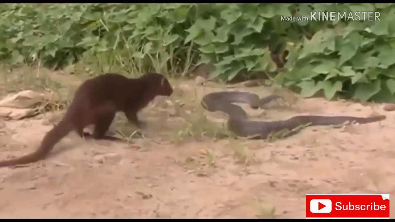 MUSANG VS KING COBRA