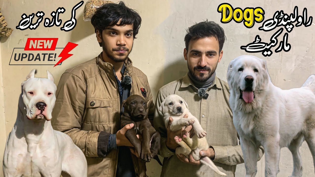 College Road Rawalpindi | Dogs for Sale | Shahzain Animals Vlogs 