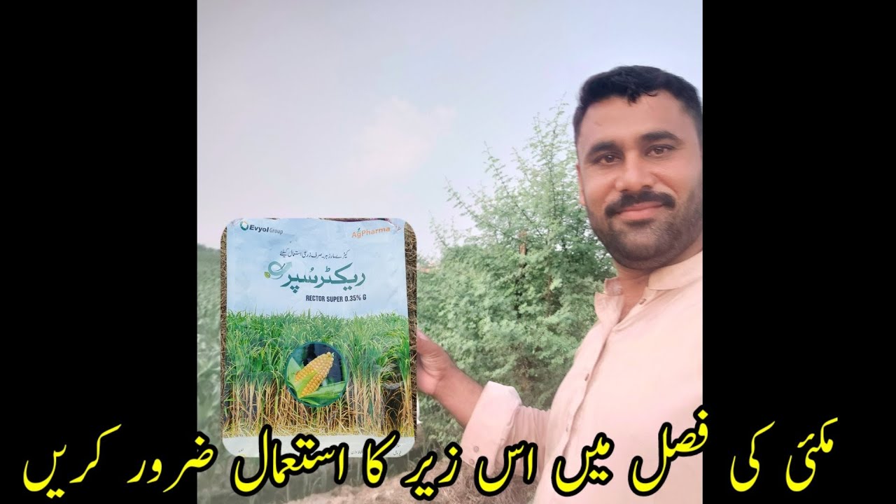 Rector Super Best for maize | Must use this poison in maize crop#maize#umairzvlog#RectorSuper