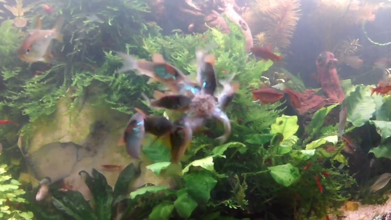 Bronze cory update 3 1/2 months old