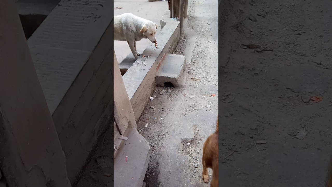 #dog