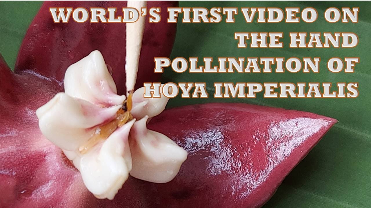 WORLDS FIRST VIDEO ON HAND POLLINATION OF HOYA IMPERIALIS