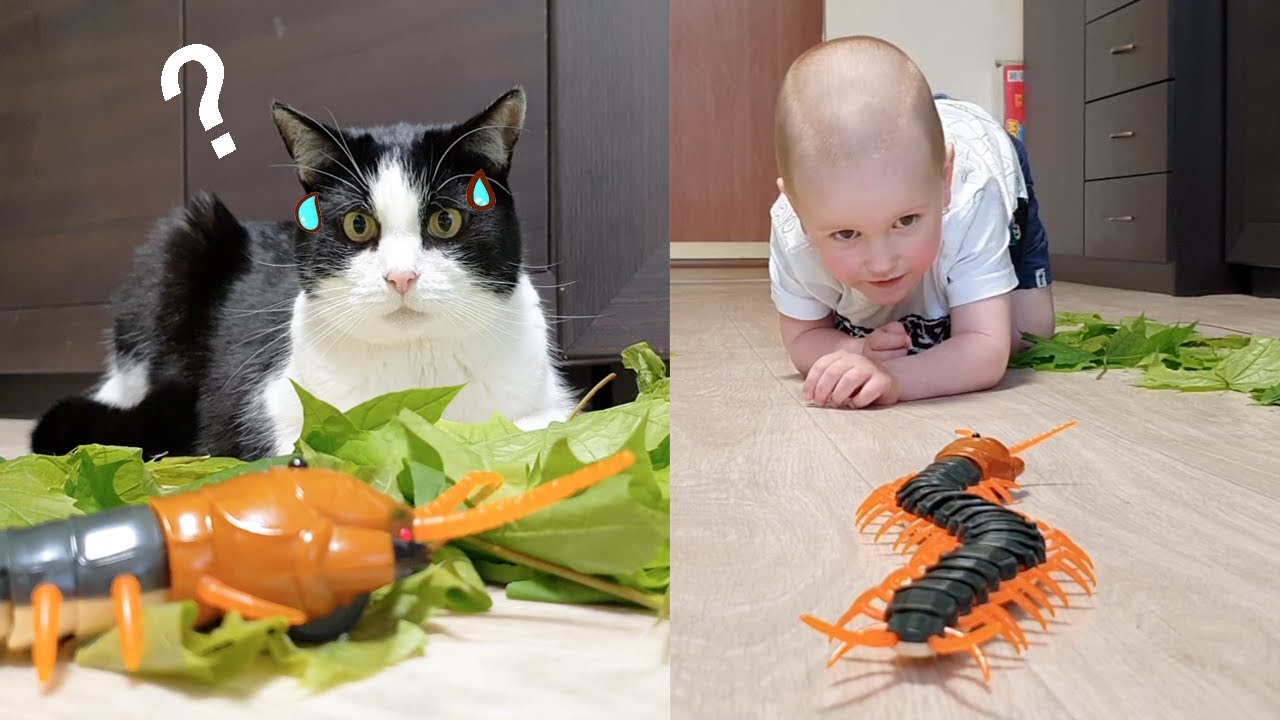 How THEY react to Giant Scolopendra