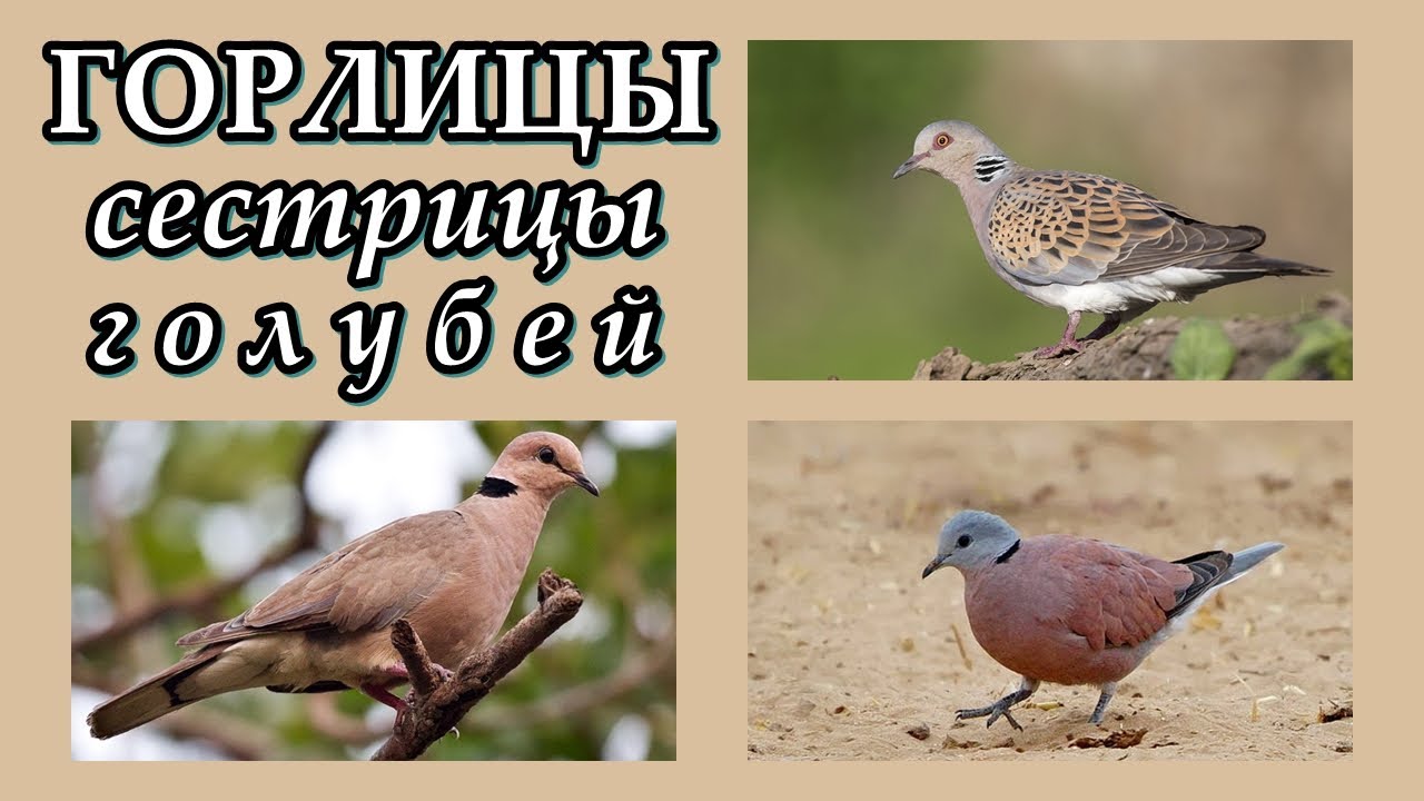 ГОРЛИЦЫ - Сестрицы голубей