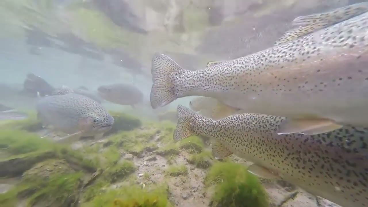 Go pro fishing
