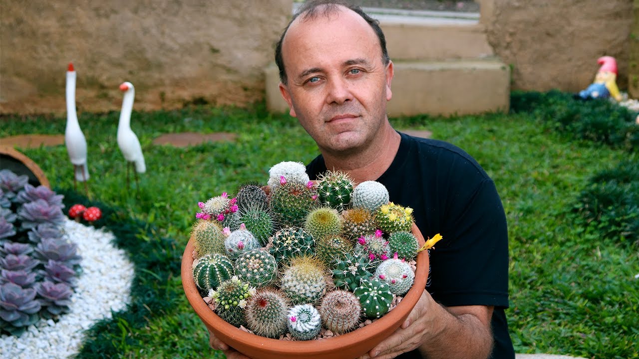 Um lindo arranjo com CACTOS #diadospais #jardim
