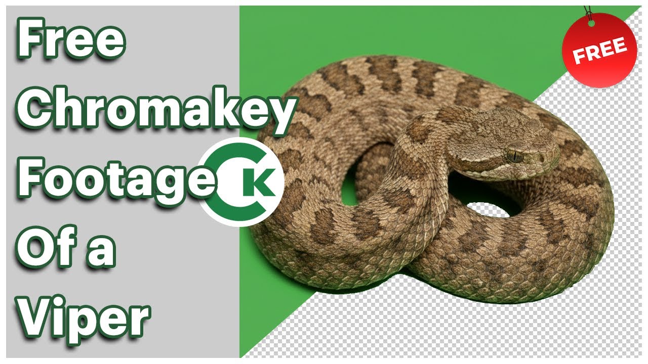 Free Viper Green Screen Footage | Snake Chroma Key Video