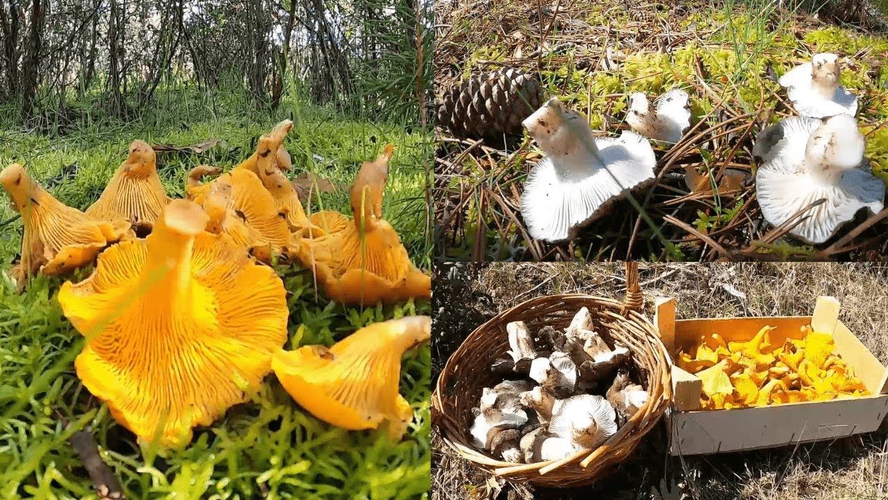 Encontramos Marzuelos y Rebozuelos 2025: Setas de Primavera 🌿🍄