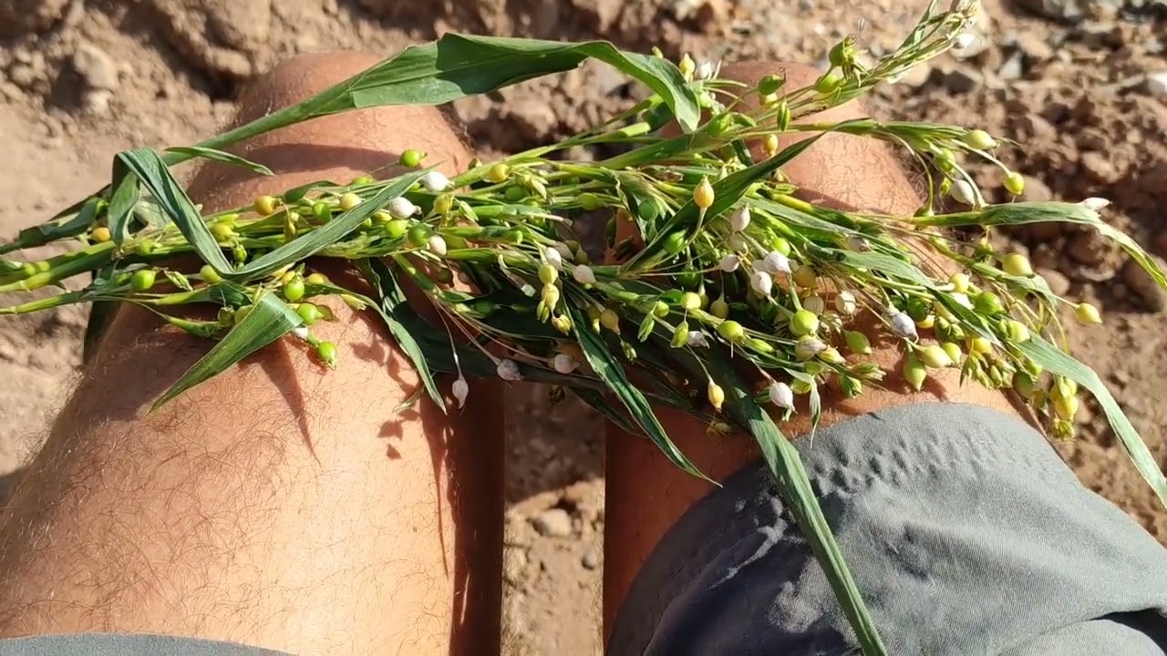 Job's Tears (Coix lacryma-Jobi) - the ancient corn still grown in remote Dayak jungle villages