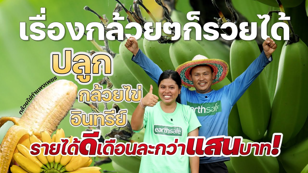 ปลูกกล้วยไข่อินทรีย์ รายได้ดีเดือนละกว่าแสนบาท #เกษตรอารมณ์ดี