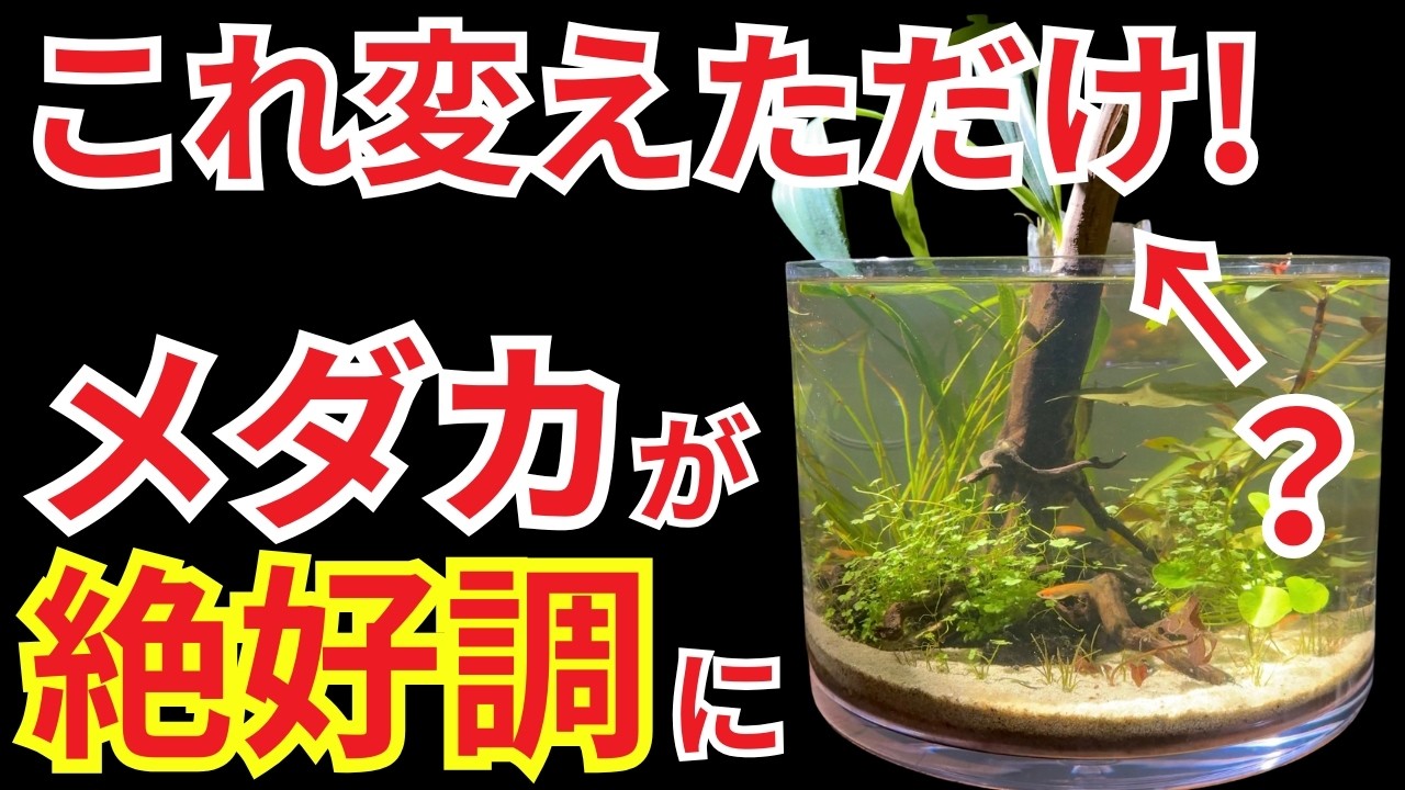 水が濁っているのにメダカが超元気なのは、○○のおかげでした