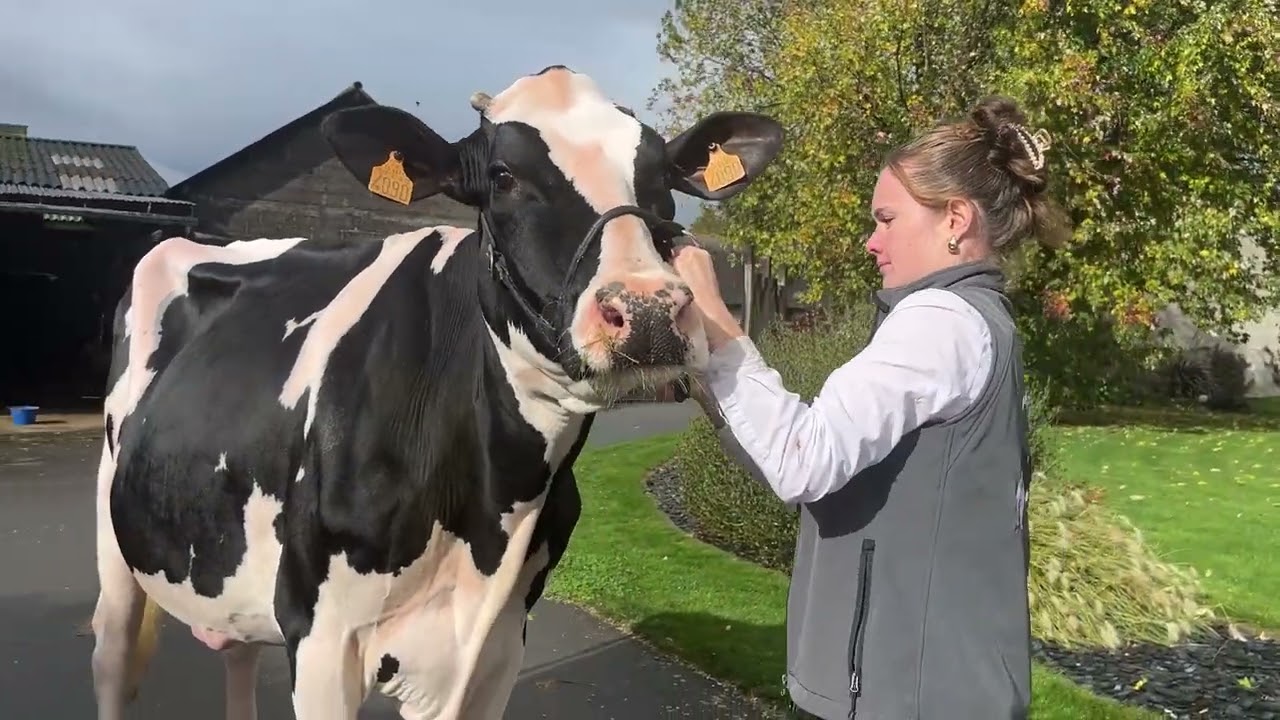 Holstein E-xpo #6 - Championnat Jeune