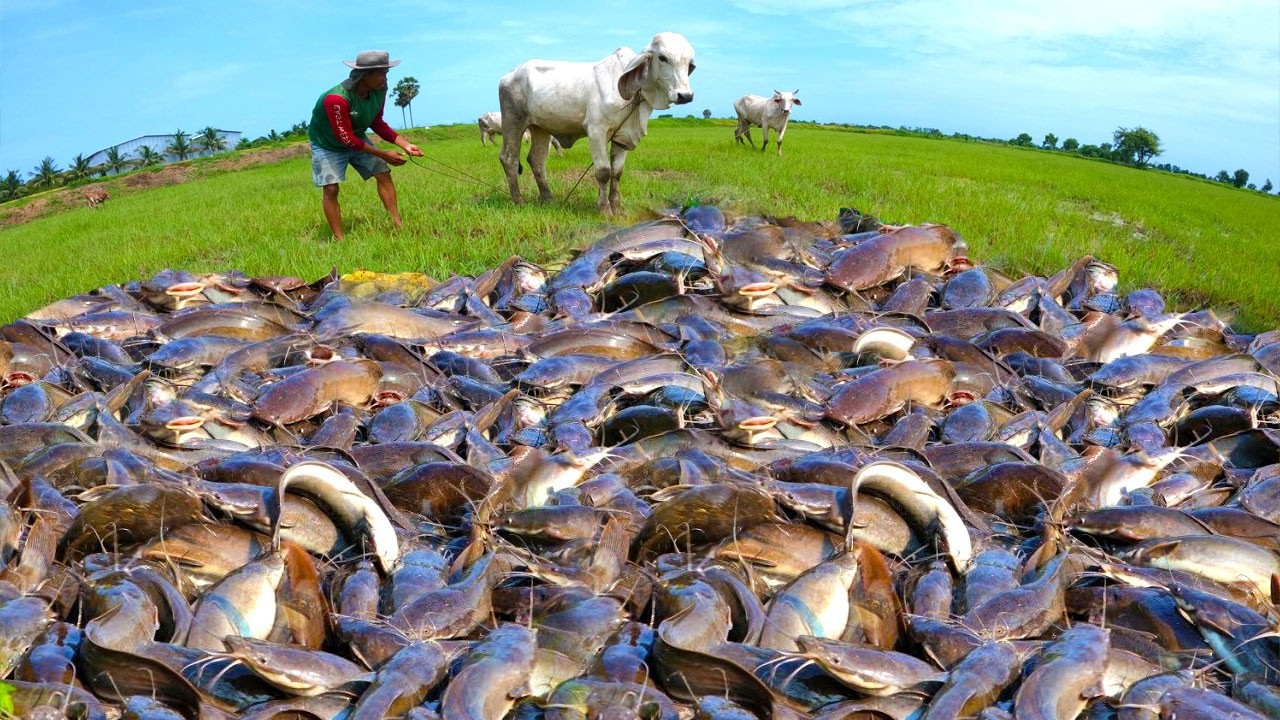man catching fish a lots by hand