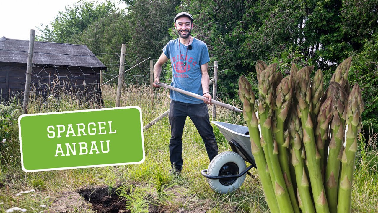 Pflanzanleitung Spargel