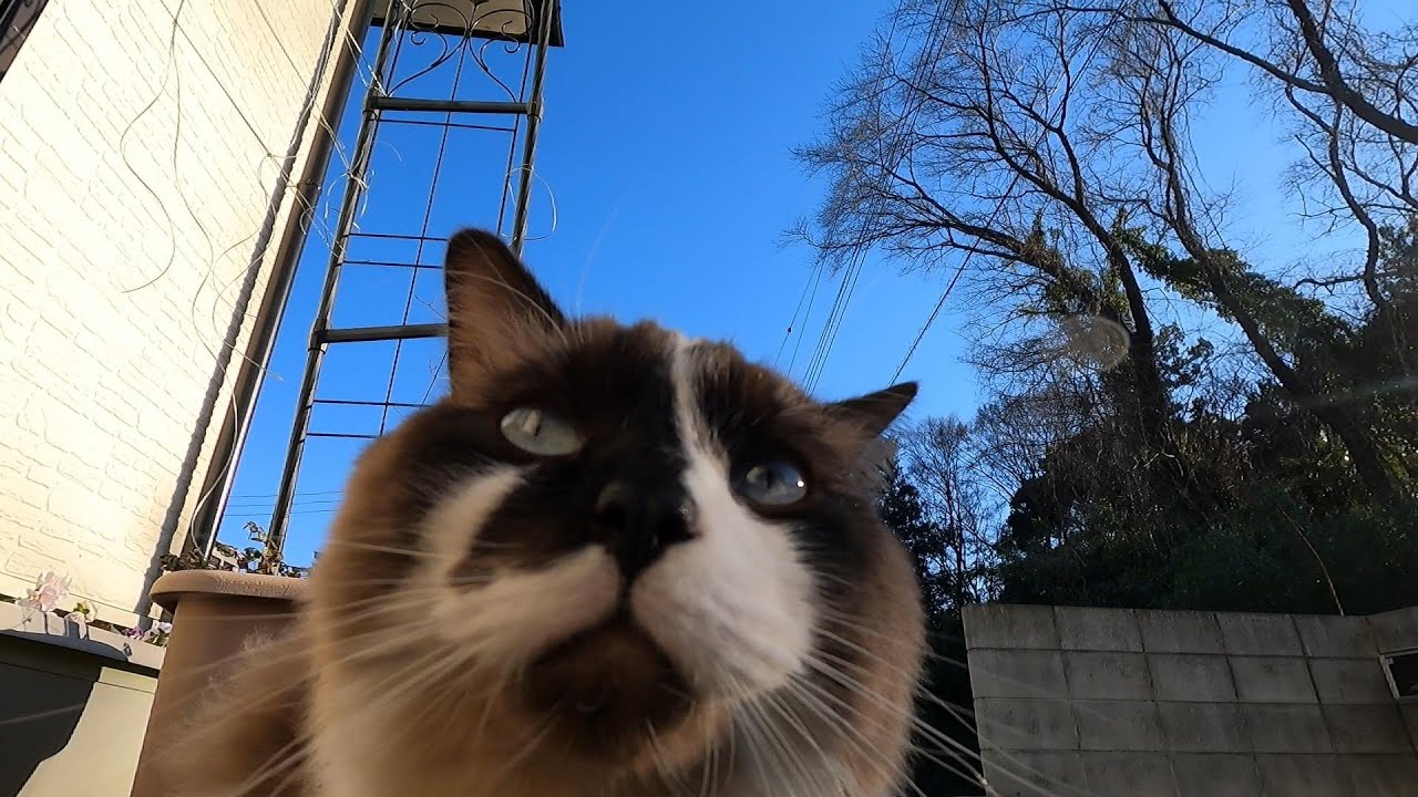 お利口？に爪切りした後は、ご褒美のお外タイム。　#グリンとグランの陽だまり日記　#猫